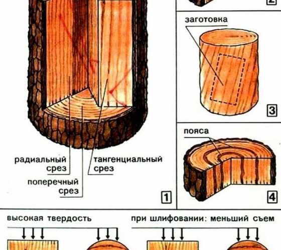 Строение древесины: особенности, элементы, химический состав