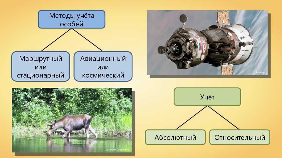 Методика учета численности охотничьих ресурсов в местах искусственных концентраций