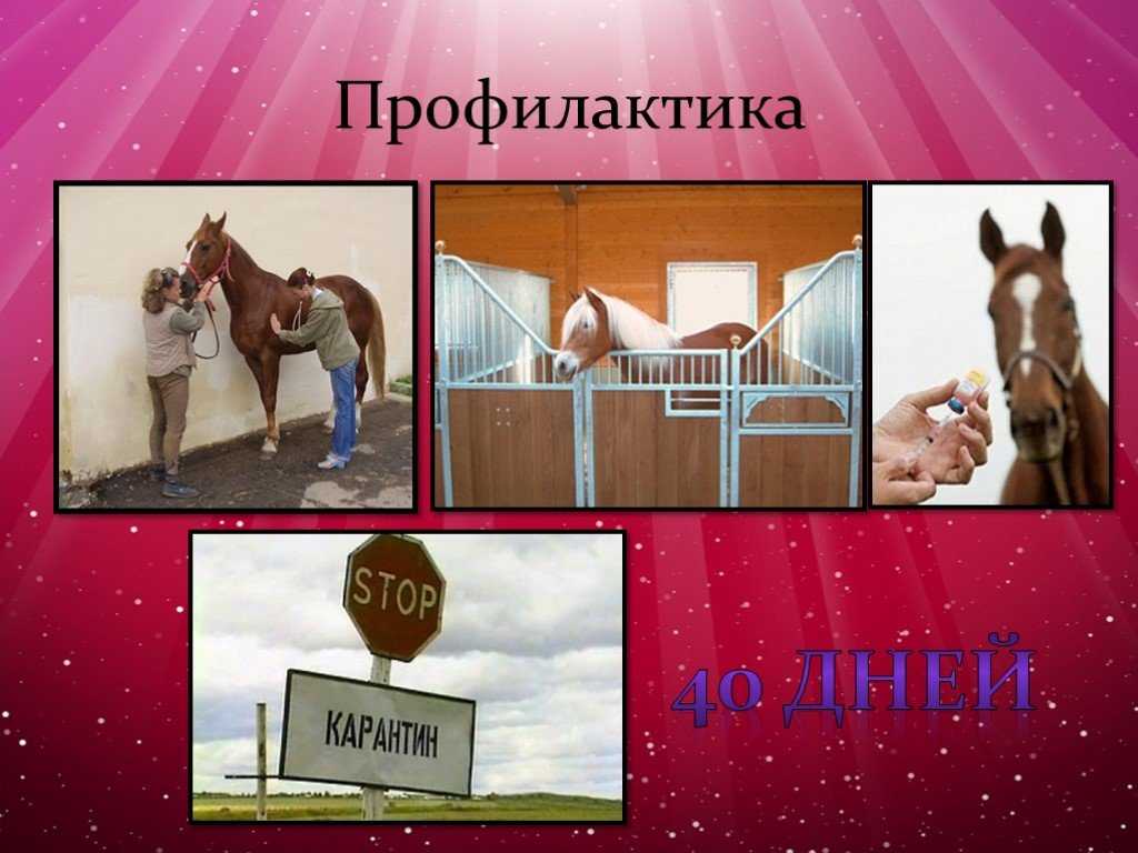 Вирусология инфекционная анемия лошадей