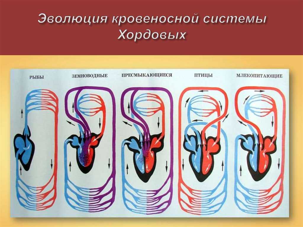 Эволюция систем органов хордовых. лекция 1