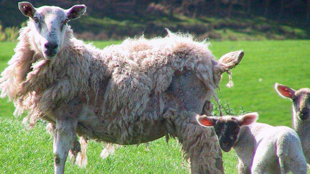 Чем обрабатывать овец при чесотке