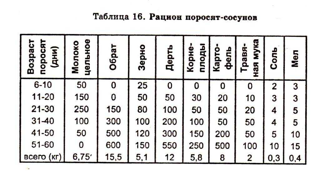 Кормление поросят отъемышей в домашних условиях - обзортека