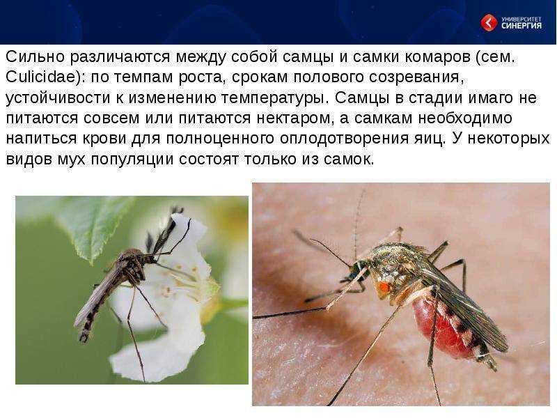 Если на болоте исчезнут лягушки, как это повлияет на жизнь комаров и цапель?