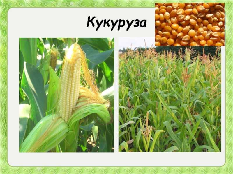 Кукуруза - что это за культура: овощная или зерновая?