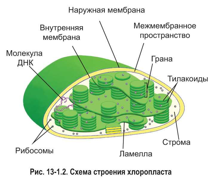 Хлоропласт