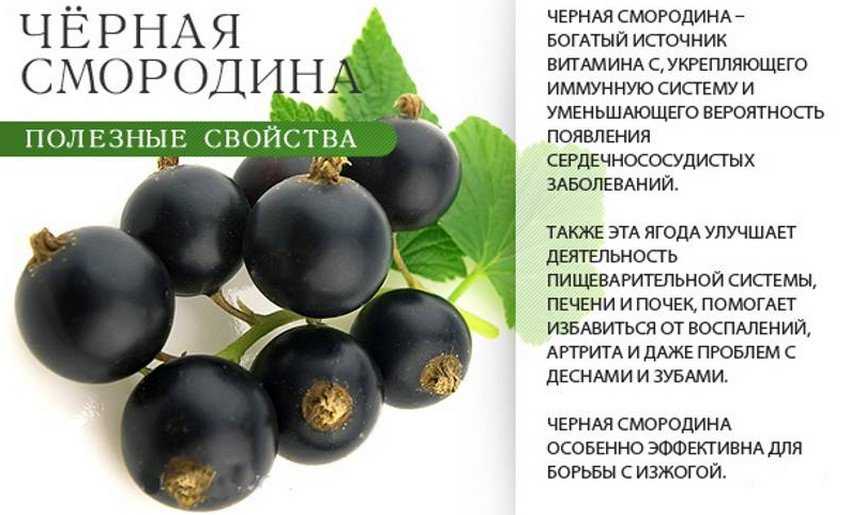 Черная смородина - полезные свойства, противопоказания, состав