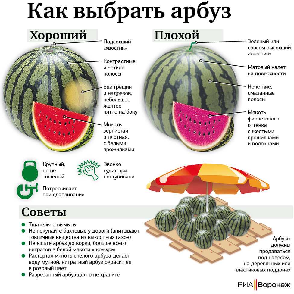 Кормовой арбуз: что это такое и чем полезен?