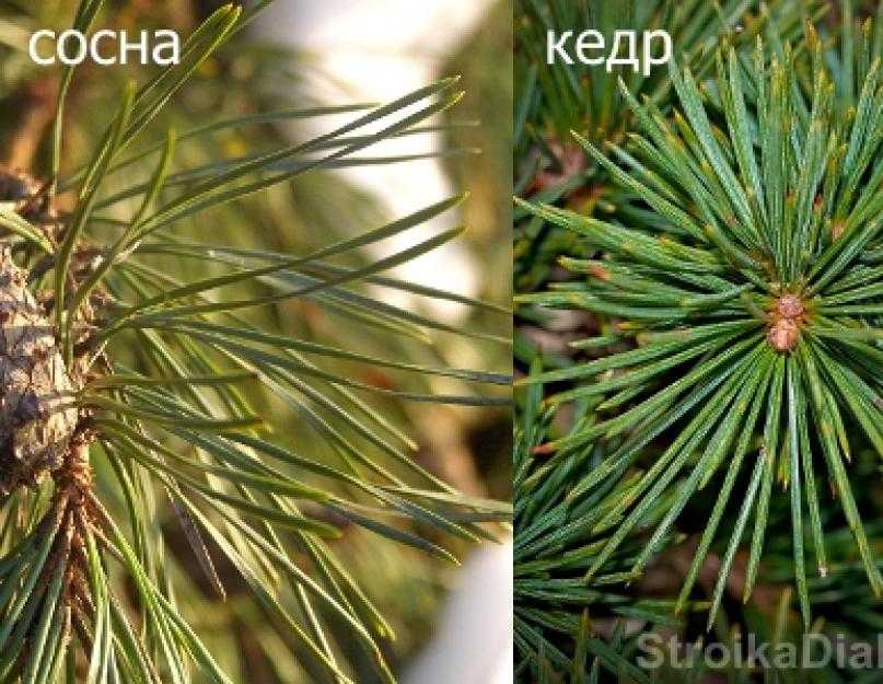 Как выглядит кедр, отличия кедровой сосны от кедра, виды и сорта кедровой сосны, выбор места и посадка