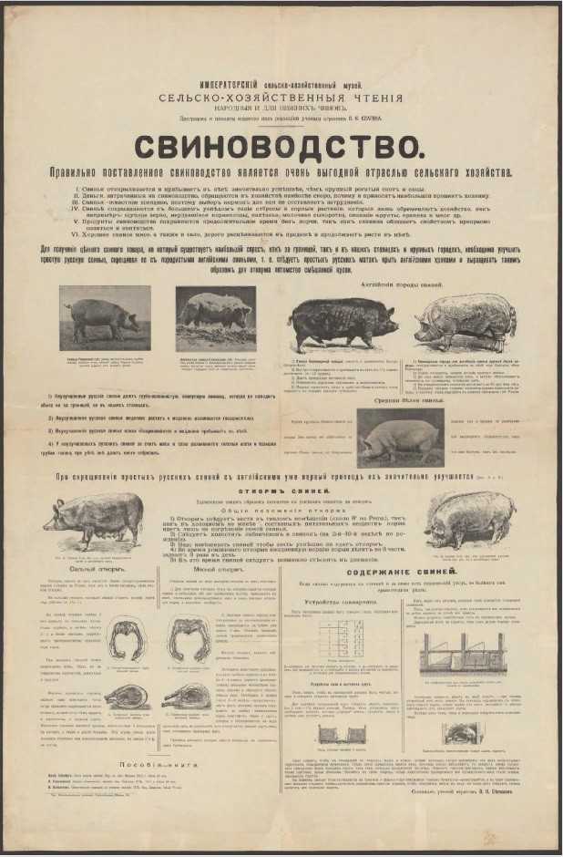 Организация племенной работы в свиноводстве