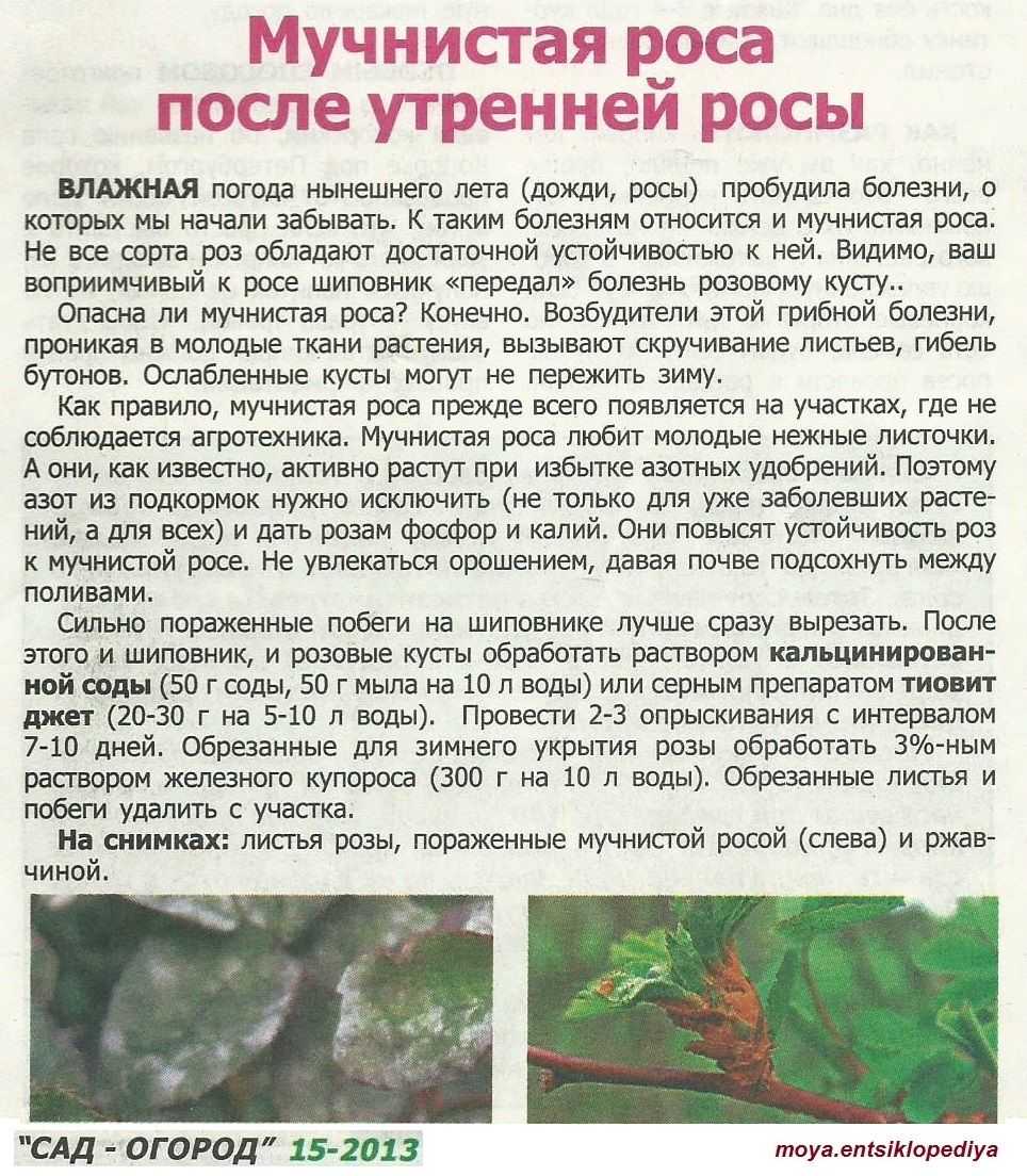 Болезни дуба: перечень и как определить