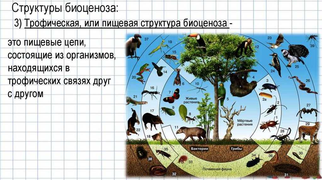 Экологические закономерности дислокации гнезд птиц в лесных биоценозах европейской части россии
