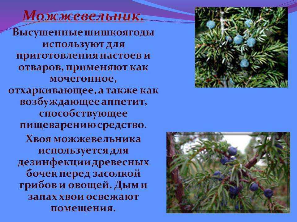 Северный кипарис. как вырастить можжевельник на даче | сад | дача | аргументы и факты - easy reader