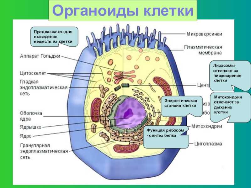 Внутриплазматические включения