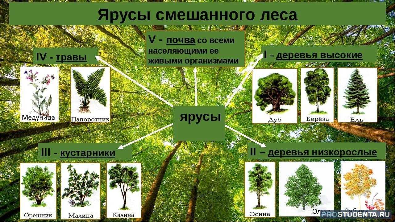 Лес | лесомания вики | fandom