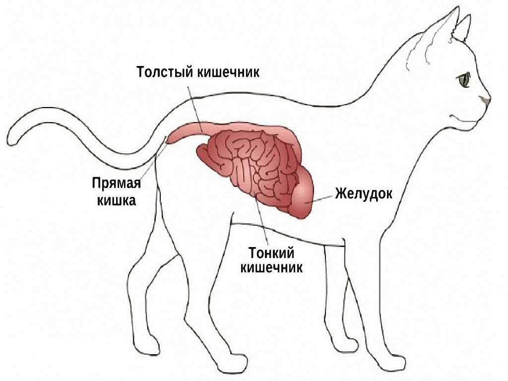 Выпадение прямой кишки (резекция кишечника) у котенка: что делать, операция