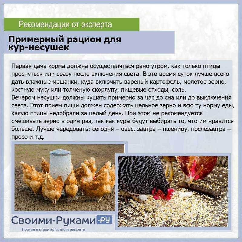 Болезни кур - синдром снижения яйценоскости кур