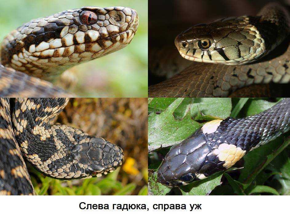 Как определить и лечить укусы змей