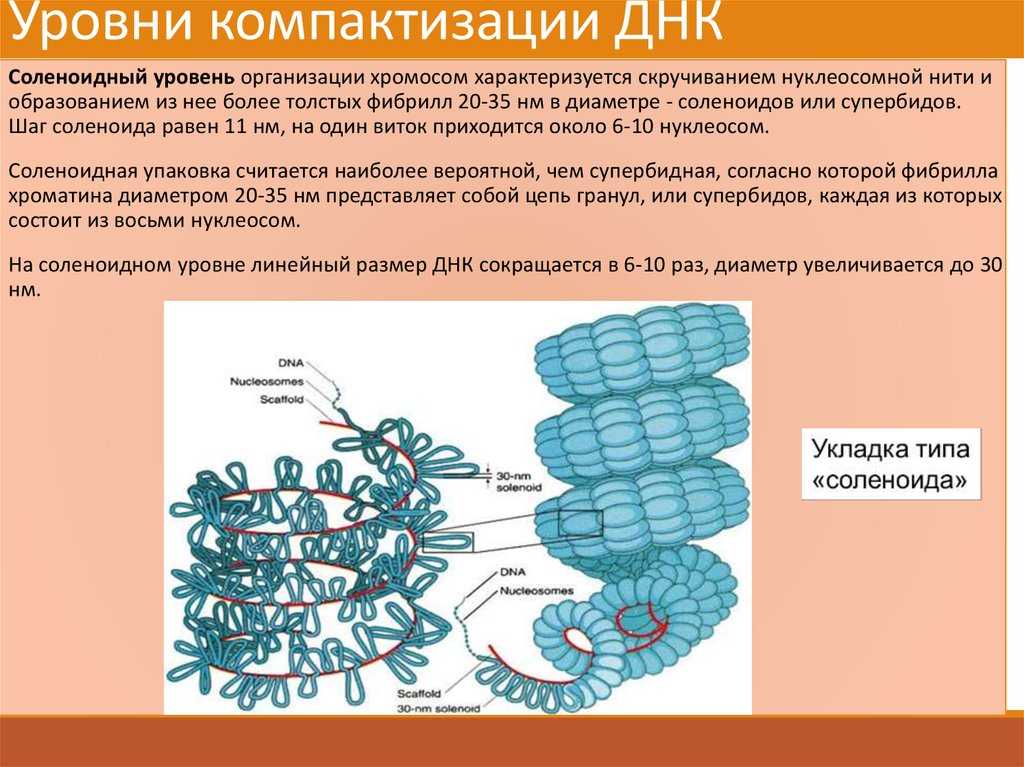 Клеточное ядро