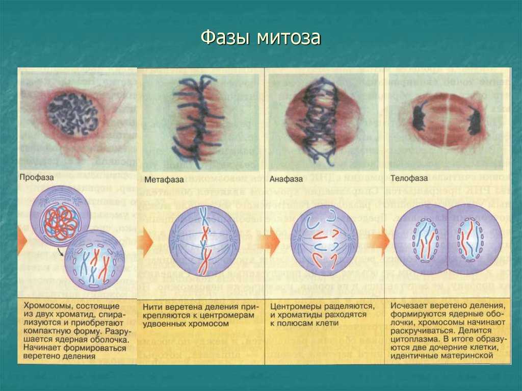 Митоз и мейоз — сходство и различия, как делятся клетки | таблица