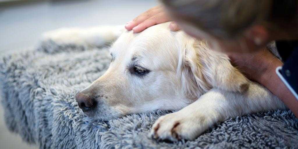 Об аденовирусе у собаки: симптомы аденовирусной инфекции