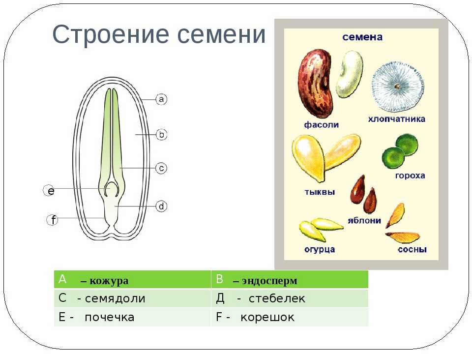 Морфофизиологические особенности гороха полевого и его перспективы в селекции на семенную продуктивность