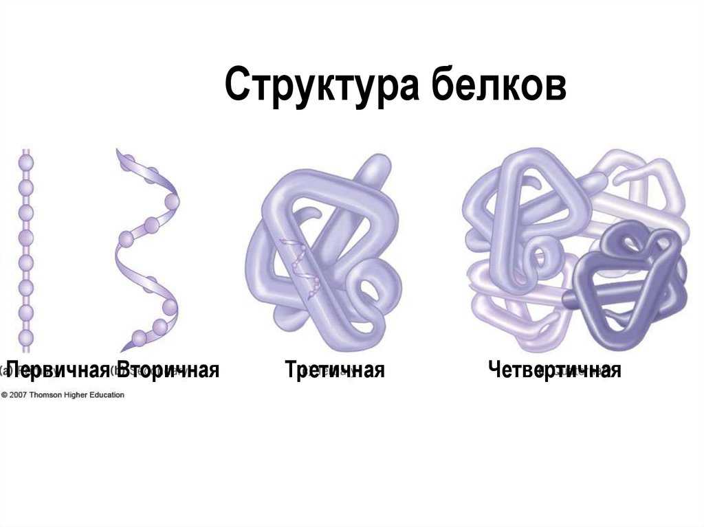 Функции белков