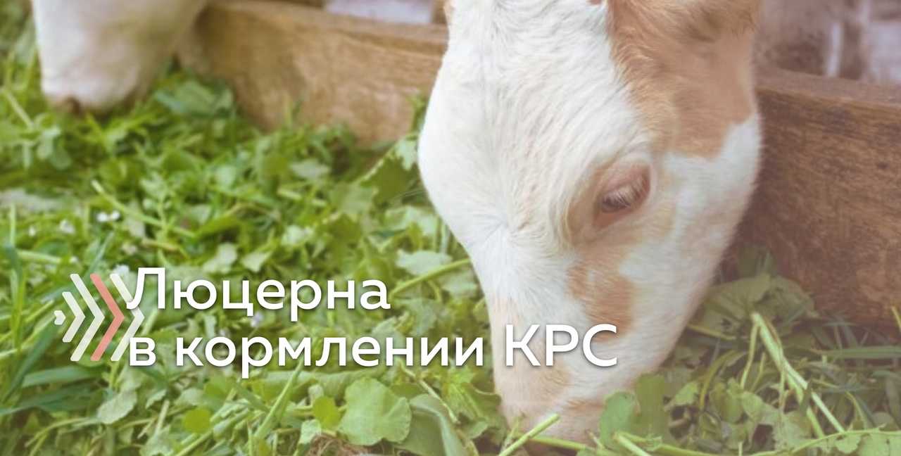 Выращивание люцерны в качестве высокобелкового корма – опыт франции