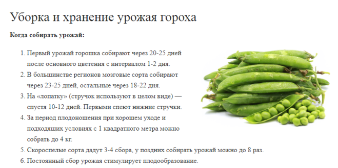 Чем полезен горох для организма: польза и вред для здоровья?
