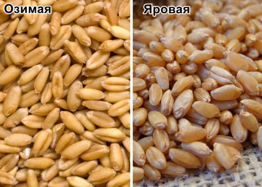 Польза и вред злаков в корме для кошек и собак