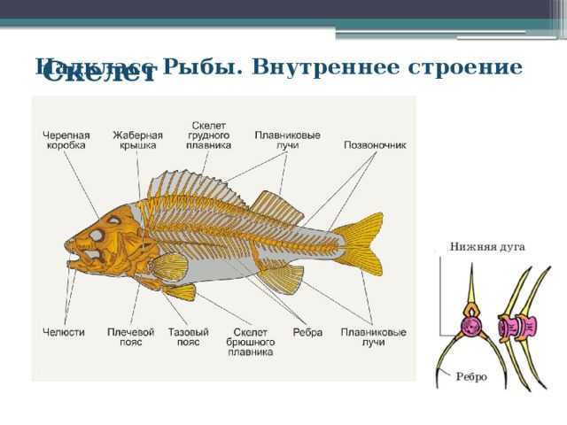 Боковая линия у рыб