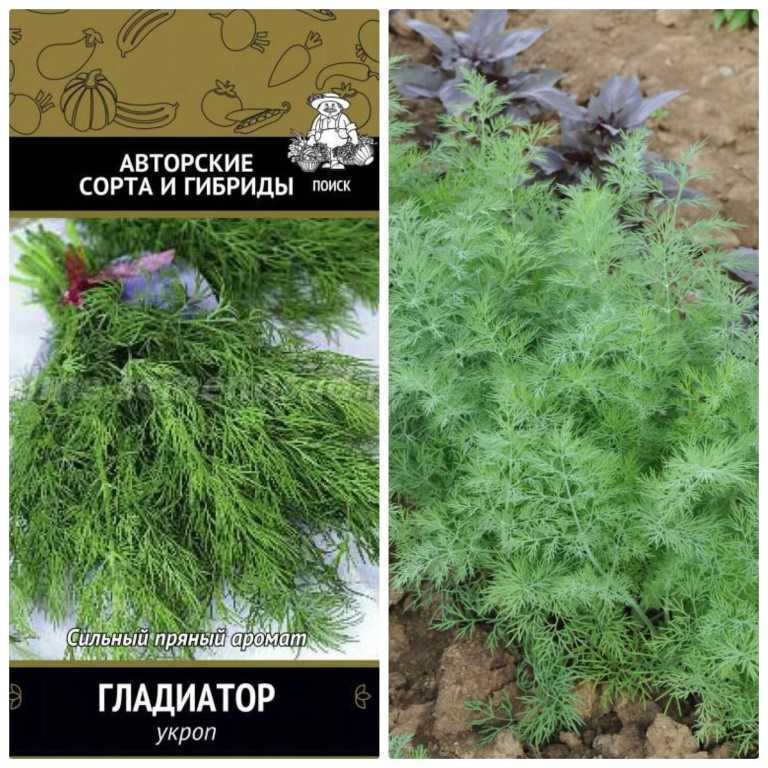 Укроп - салатные овощные культуры - овощеводство - растениеводство - собственник