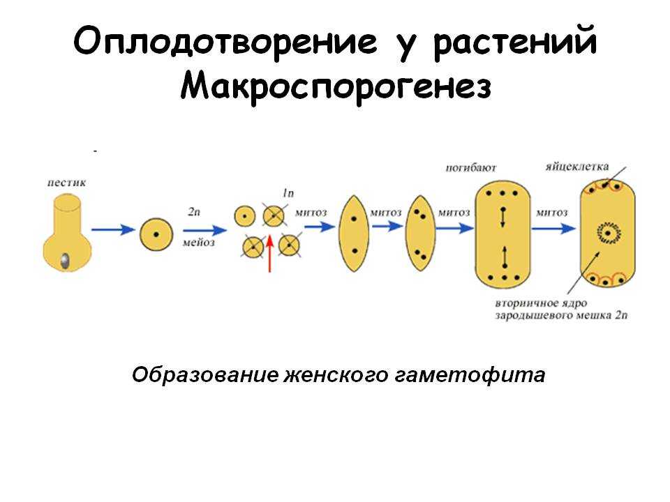 § 44. половое размножение покрытосеменных растений