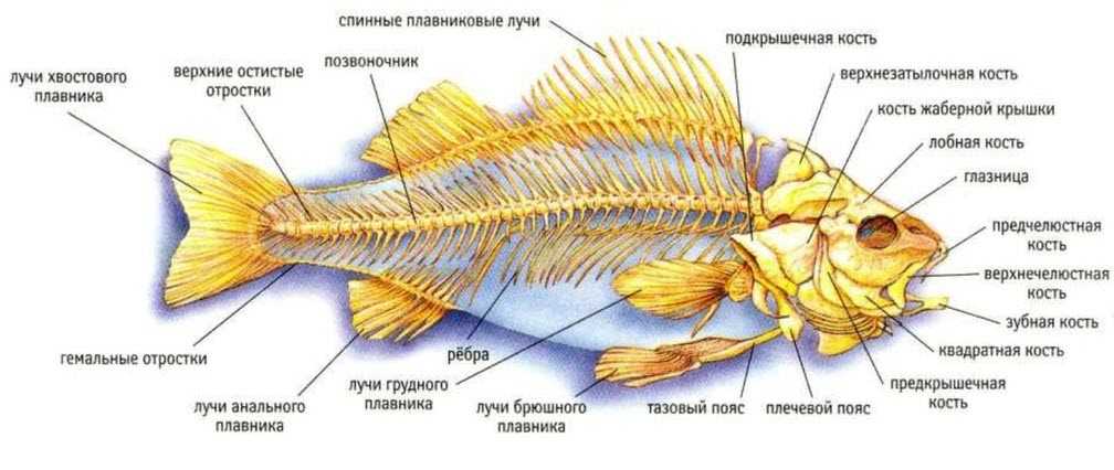 Функция и значение боковой линии рыбы