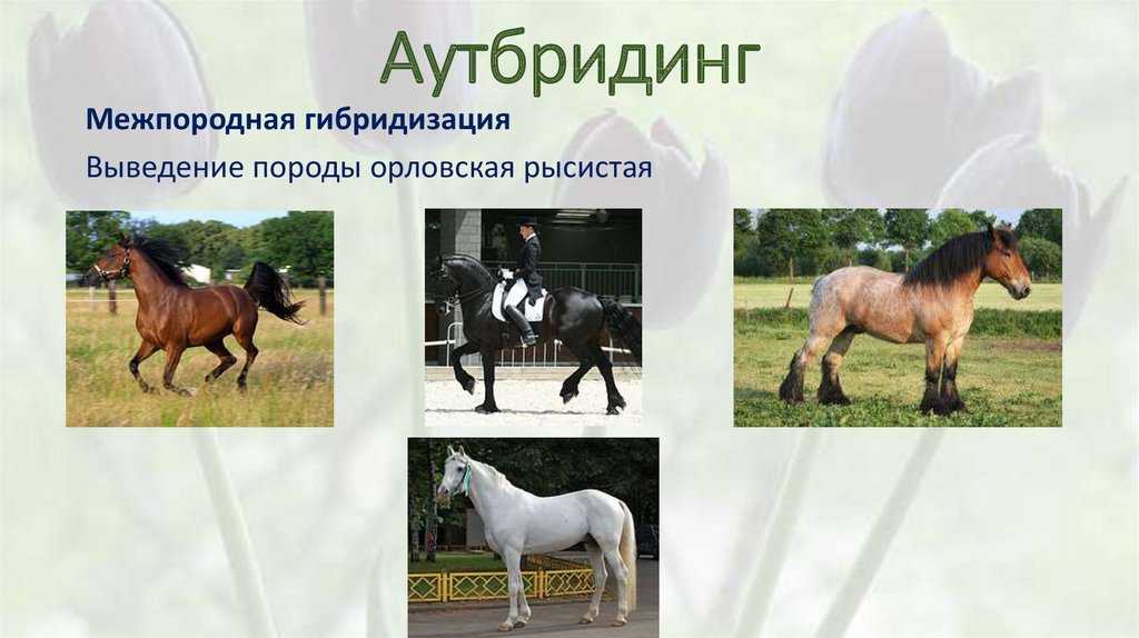Основы селекции