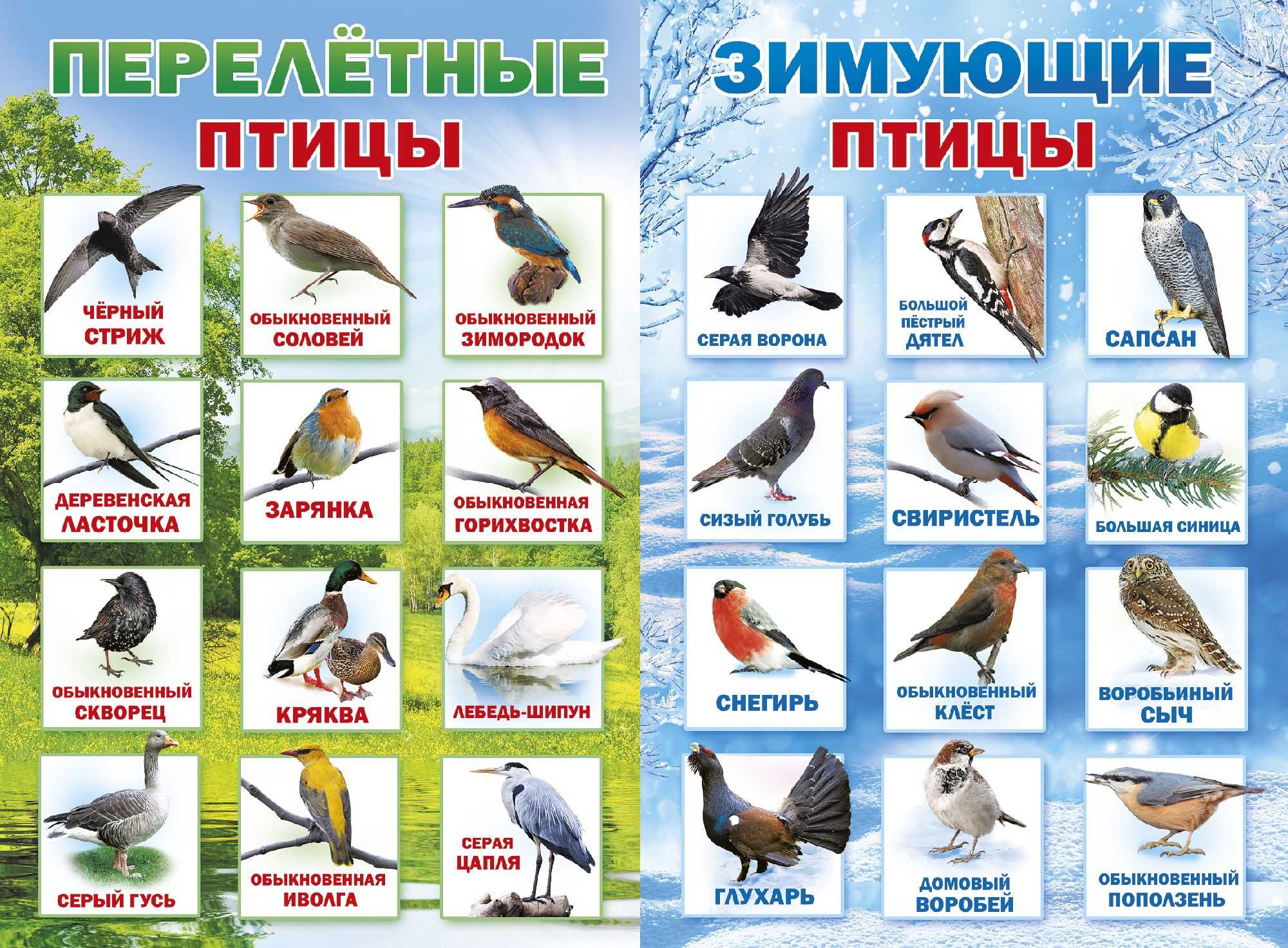 Польза и вред птиц в природе: как определить?