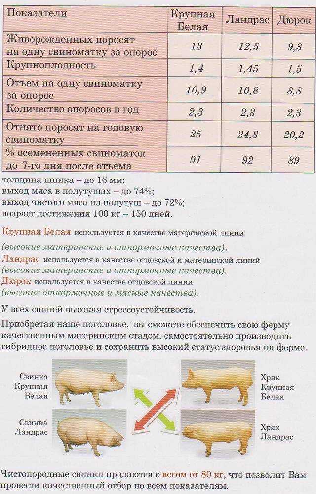 Хряк-производитель: содержание и конура для осеменения