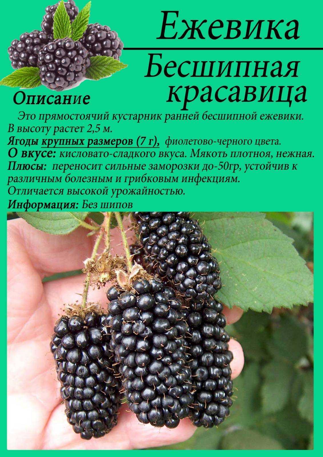 Черная малина и ежевика: отличия, малино-ежевичные гибриды, сорта, посадка рядом друг с другом, с голубикой, уход, выращивание