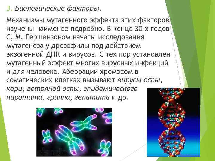 Научная библиотека - рефераты -  физические мутагены