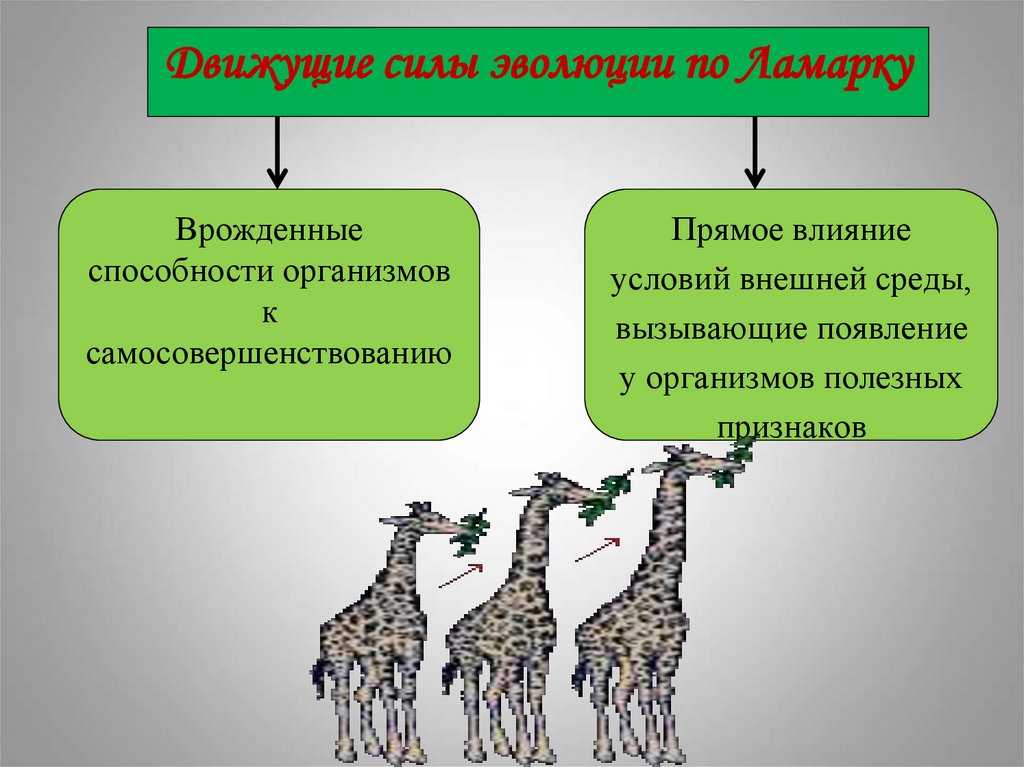 Коротко о теории происхождения видов чарльза дарвина | блог 4brain