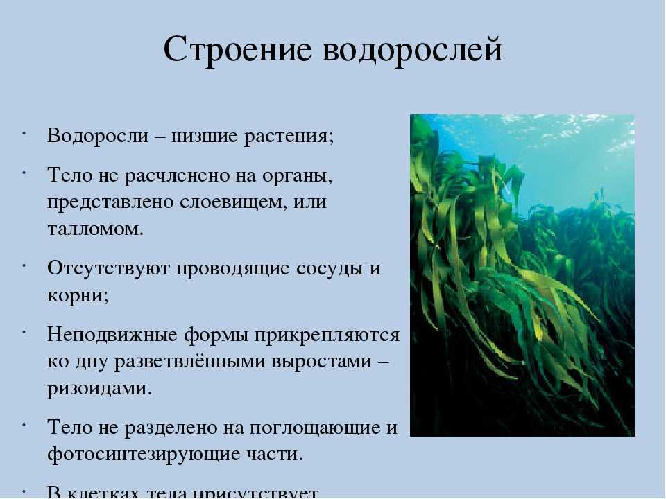 Сообщение о водорослях живущих в экстремальных условиях при низкой температуре высоком давлении