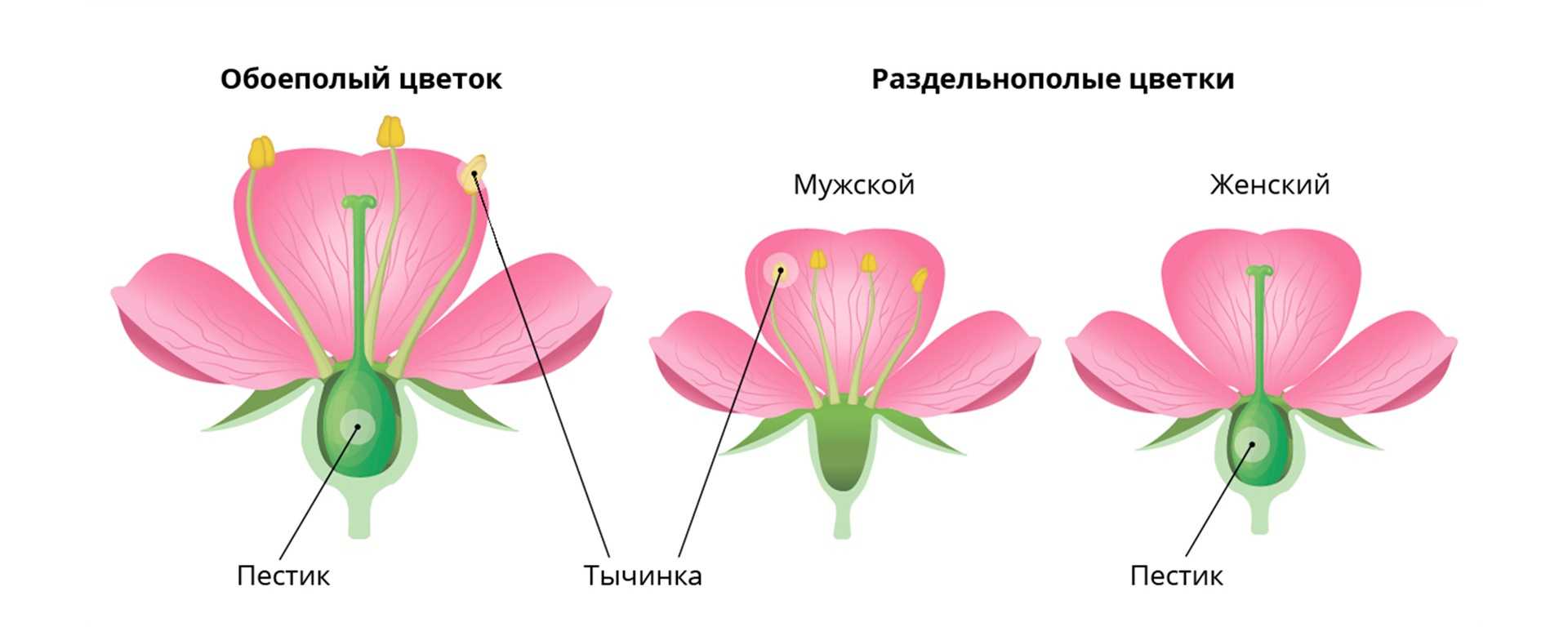 Онтогенез, 2019, t. 50,  &numero; 6, стр. 407-423