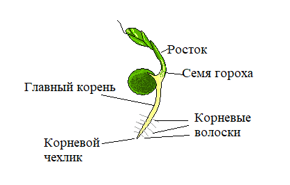Ботанико-биологические особенности гороха