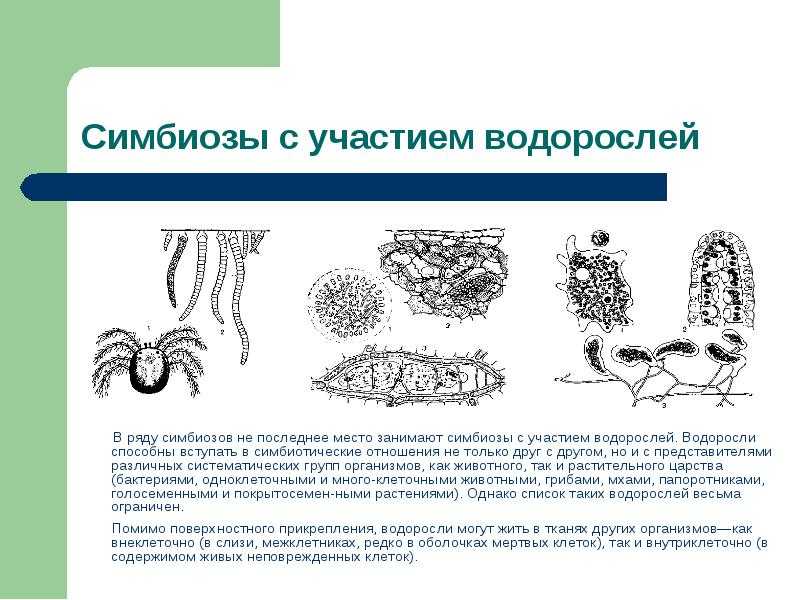 Понимание симбиоза и его типов, от мутулизма до паразитизма