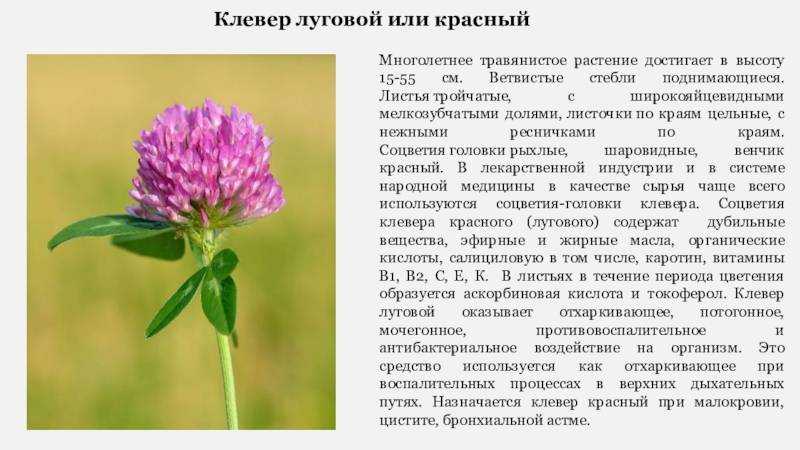 Клевер луговой - описание растения, строение цветка, характеристика