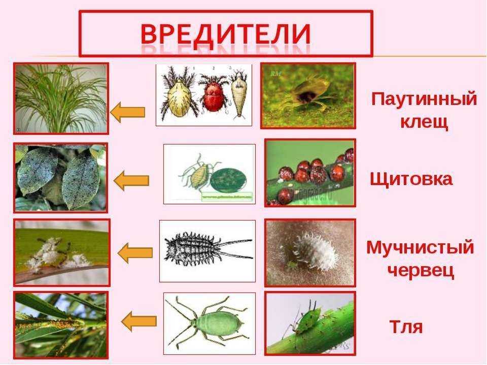 Признаки повреждения растений — болезни, вредители и другие