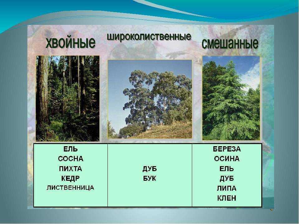 Урок 7: леса россии - 100urokov.ru