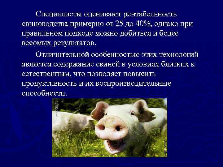 Воспроизводство свиней