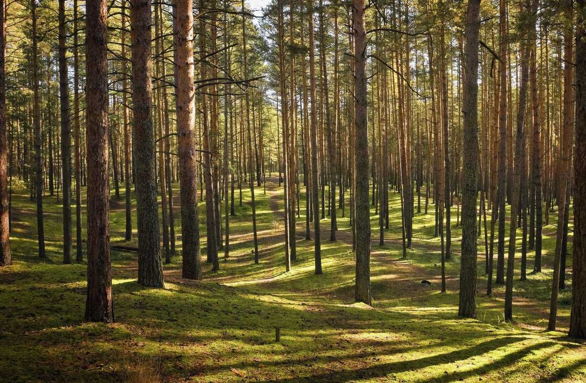 Лес. типы, виды и классификация лесов