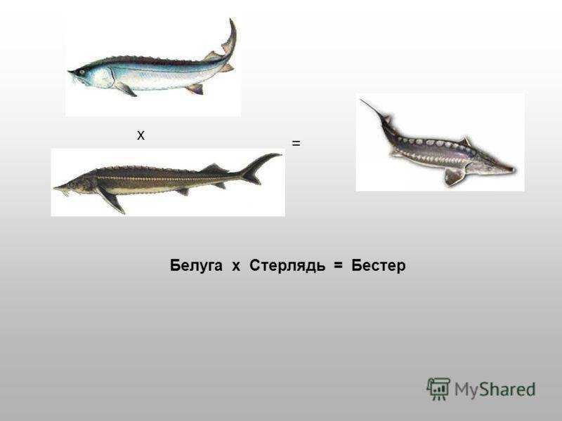 Осетр