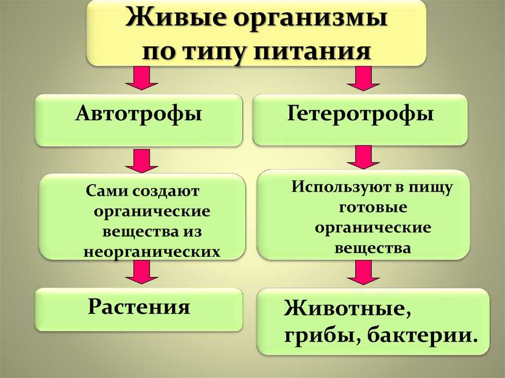 Типы питания живых организмов - 2 группы организмов по способу питания — природа мира